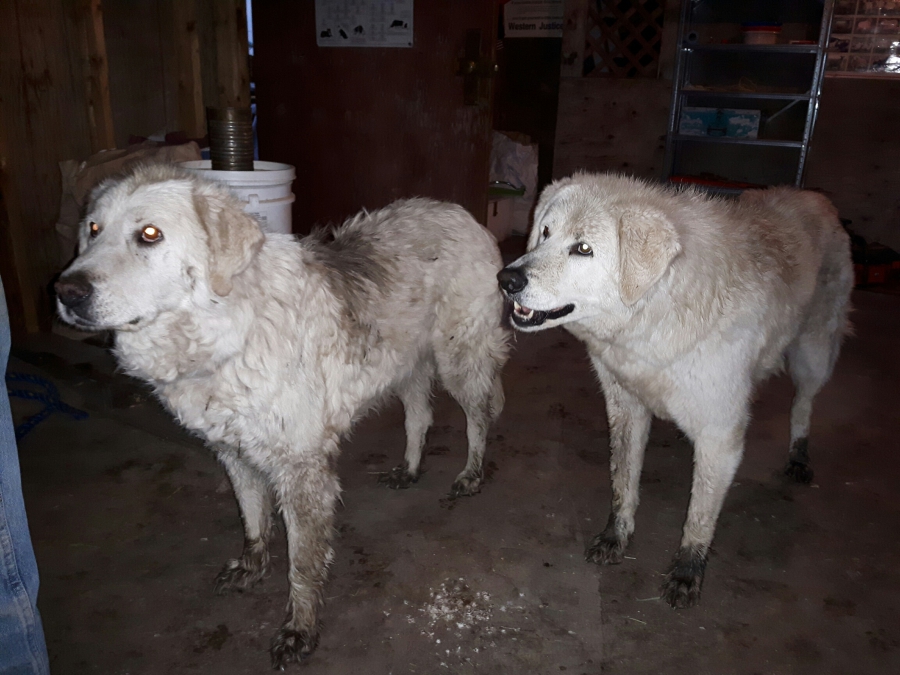 Maremma sheepdogs Sophie (right) and Tad save the day. Maremma sheepdogs Sophie (right) and Tad save the day.