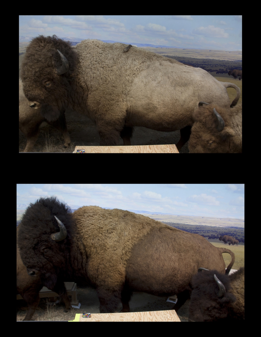 The bison diorama