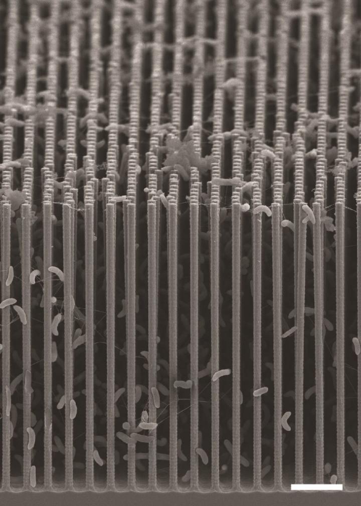 Nano Bacteria cling to the nanowires in this scanning electron microscope image of the artificial photosynthesis system created by Chris Chang and his colleagues at UC Berkeley. Each of the wires is orders of magnitude thinner than a human hair.