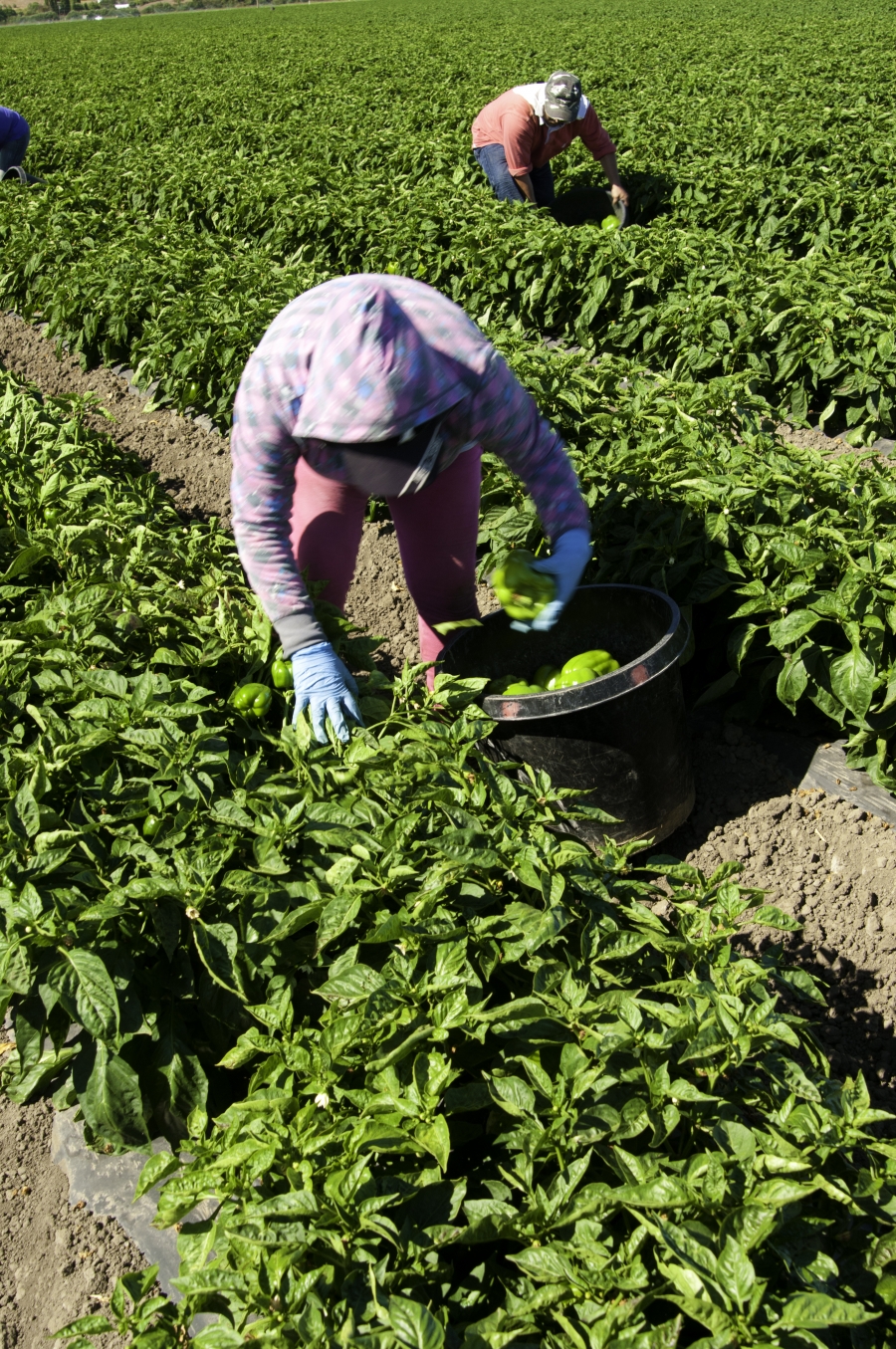 Migrant_2 Migrant_2