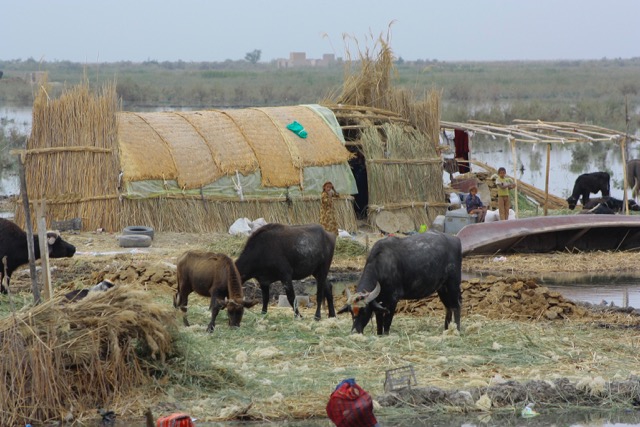 WaterBuffalo WaterBuffalo