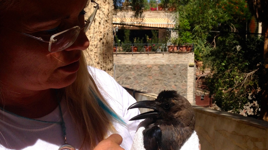 Daniela Schulenburg-Ortner, Eilat animal rights activist, holds Keanu, an injured crow she is rehabilitating in her backyard. She named it after the actor Keanu Reeves. Daniela Schulenburg-Ortner, Eilat animal rights activist, holds Keanu, an injured crow she is rehabilitating in her backyard. She named it after the actor Keanu Reeves.