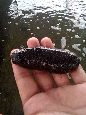 Sea cucumber