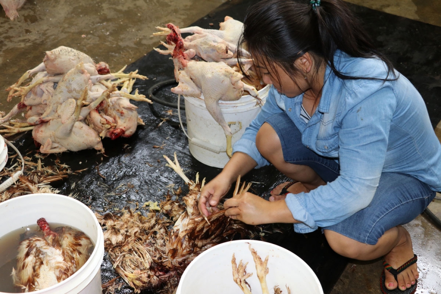 Chinese Woman Killing A Goat / Goats For Meat And Dairy Woodstock Sanctuary