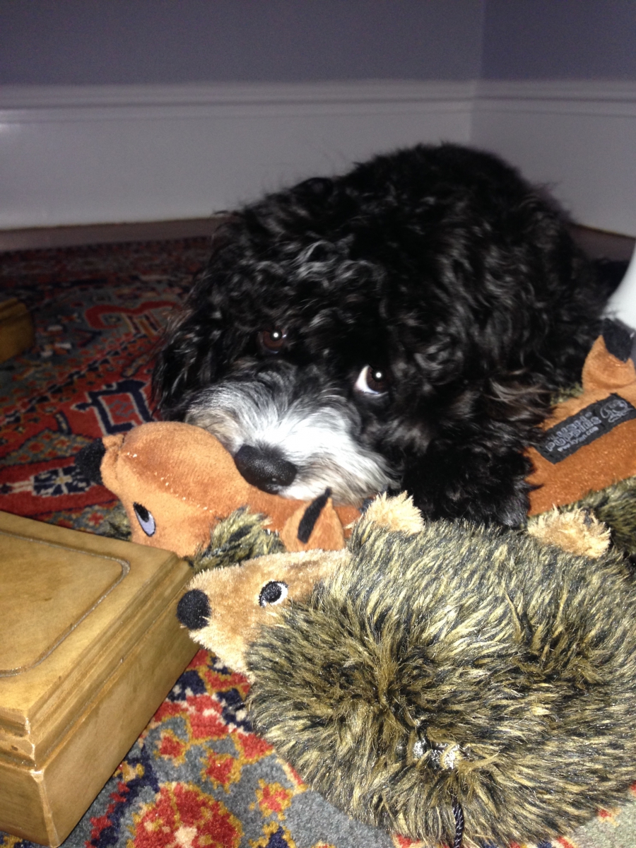 Zoe looking adorable chewing stuffed animals.