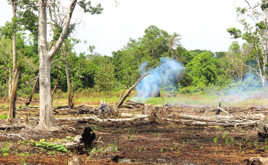 Forest burning Forest burning