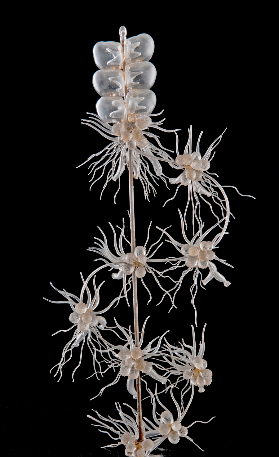 The siphonophore Apolemia uvaria