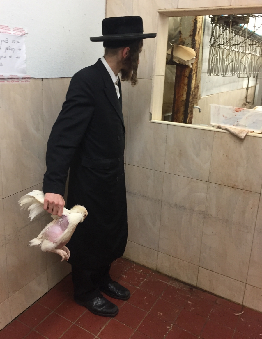Preparing for the Jewish ritual of Kaparot. Preparing for the Jewish ritual of Kaparot.