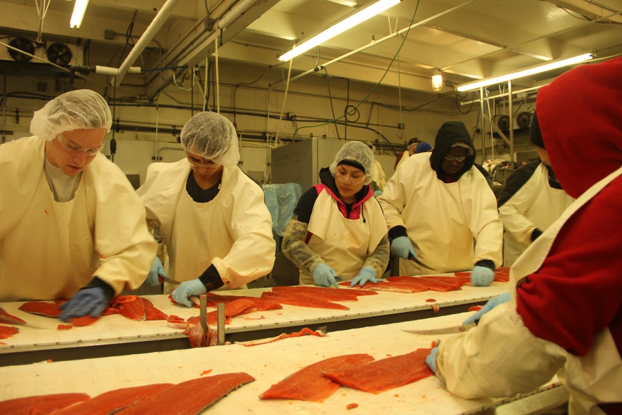 Salmon roll down the line at Copper River Seafoods’ Anchorage processing facility. The company’s goal: deliver wild salmon from Alaskan waters to restaurants and grocers in the continental US within 48 hours. Salmon roll down the line at Copper River Seafoods’ Anchorage processing facility. The company’s goal: deliver wild salmon from Alaskan waters to restaurants and grocers in the continental US within 48 hours.