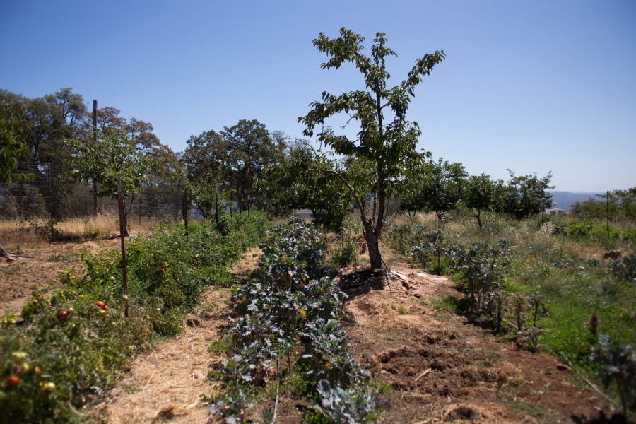 orchard Caspi has planted several rows of vegetables between the trees in a cherry orchard to maximize his yield using the least amount of space and water. Where many California farmers use flood irrigation, Caspi uses organic material to enrich the soil and help