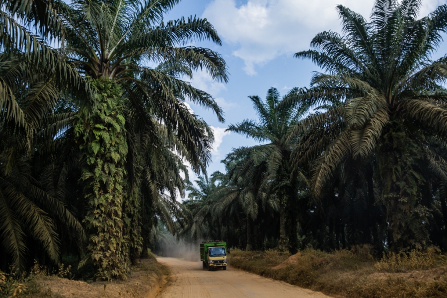 Dump trucks transporting clusters of oil-palm fruits ply the dirt roads inside the Asiatic Persada concession on Sumatra around the clock. Dump trucks transporting clusters of oil-palm fruits ply the dirt roads inside the Asiatic Persada concession on Sumatra around the clock.