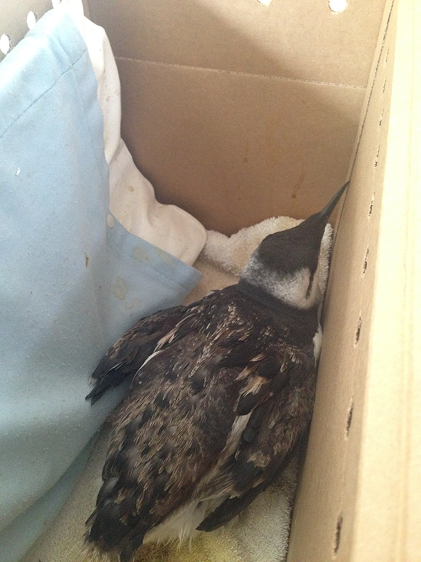 A common murre