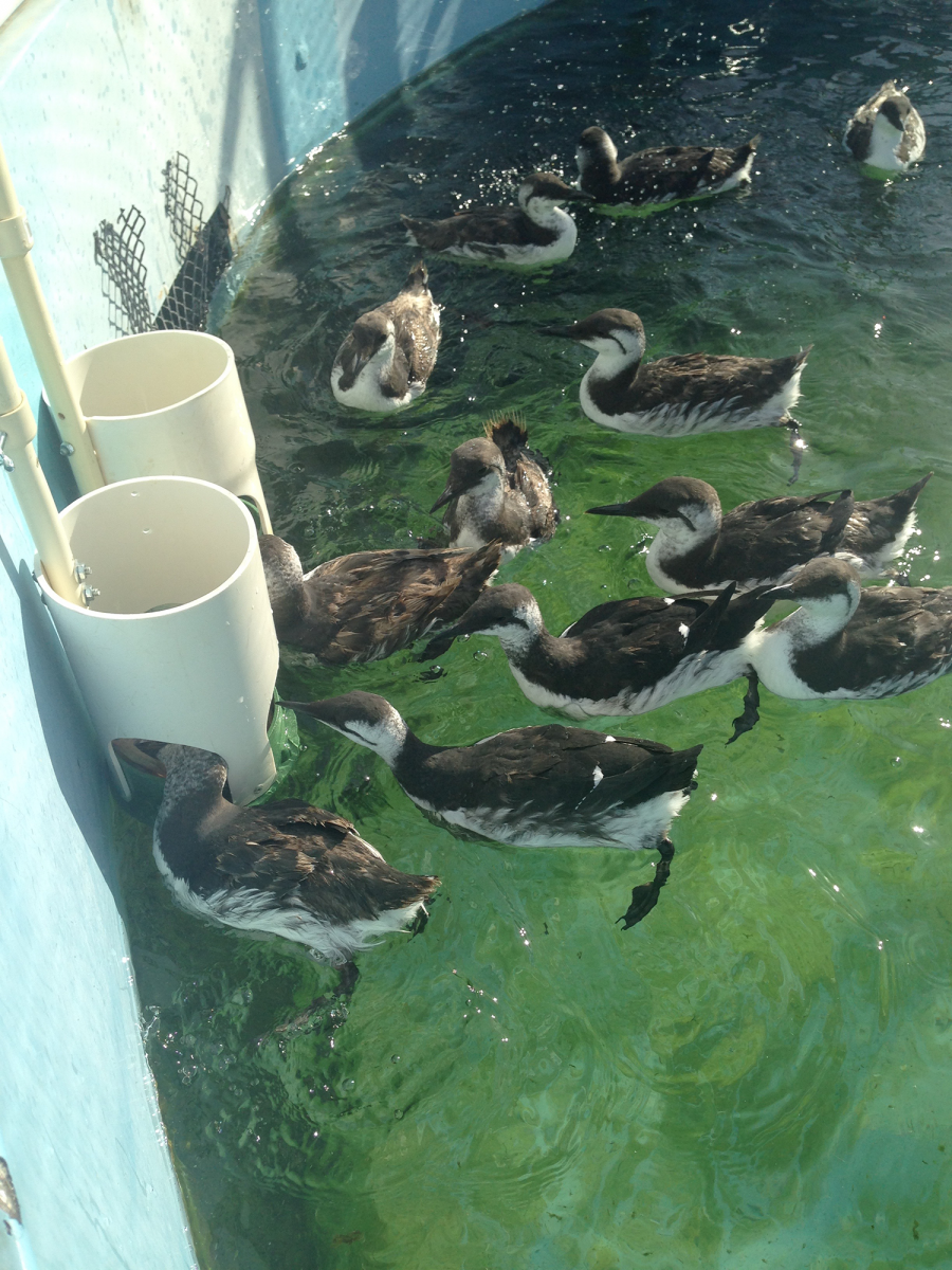 Murres swimming