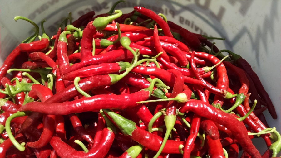 Red Mimita peppers grown on Menkir Tamrath's farm. He'll dry and crush them for an Ethiopian spice mix. Red Mimita peppers grown on Menkir Tamrath's farm. He'll dry and crush them for an Ethiopian spice mix.