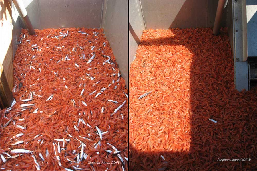 Bycatch, before and after Bycatch, before and after