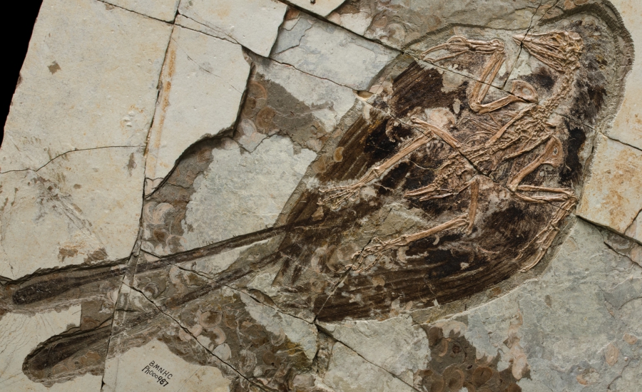 Confuciusornis sanctus is the most primitive example of a beaked bird