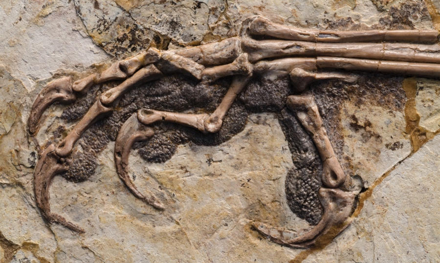 Coarsened pads protected the toes of Sapeornis chaoyangensis