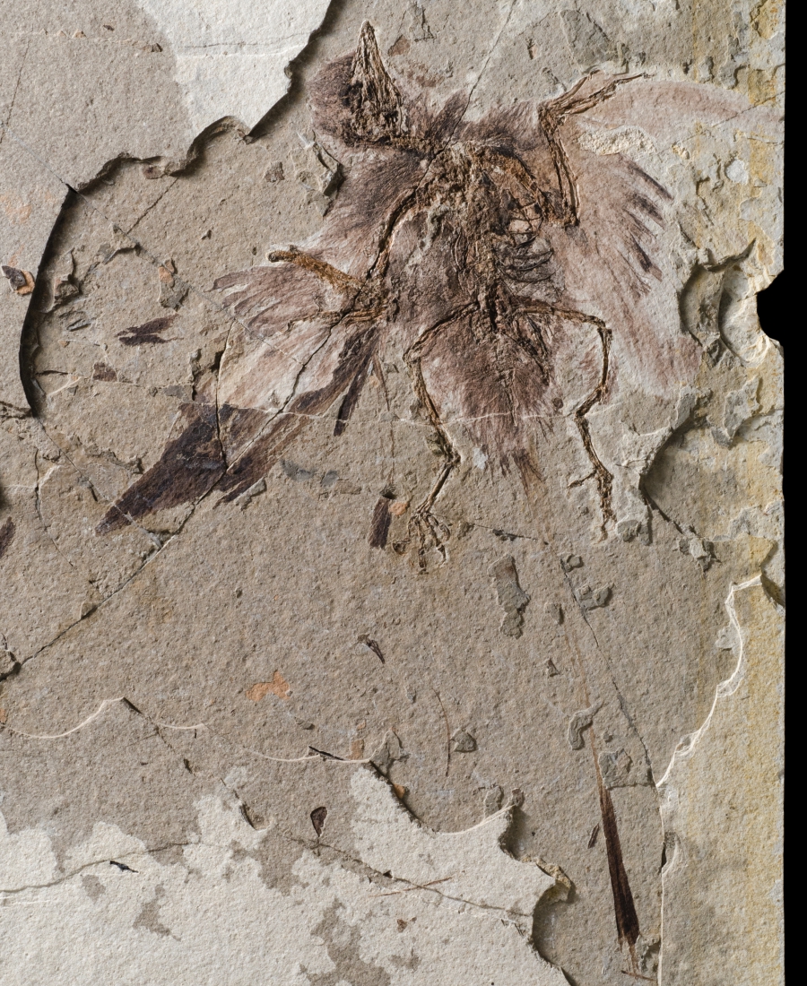The enantiornithine lineage first appeared in the fossil record about 131 million years ago
