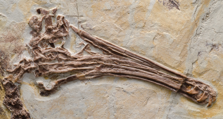 Jehol birds of the now-extinct enantiornithine lineage