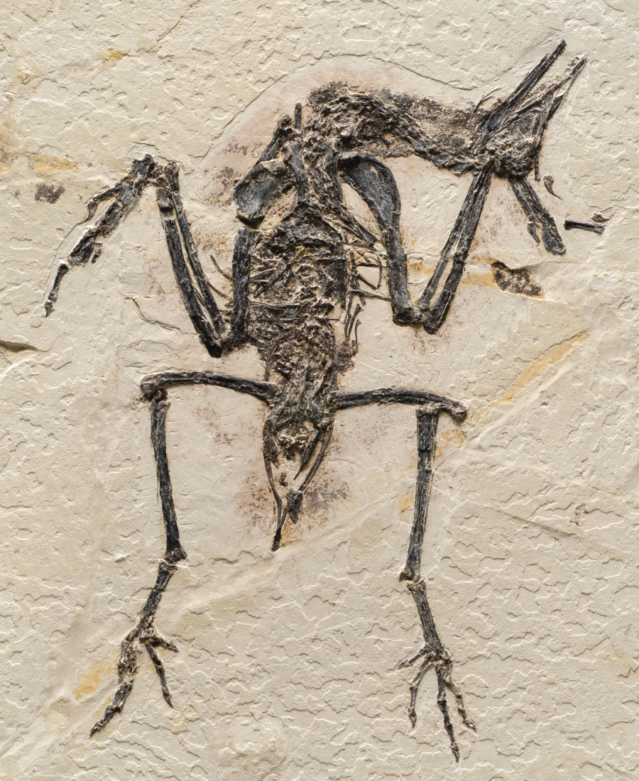 Yanornis martini is a primitive member of the ornithuromorph lineage