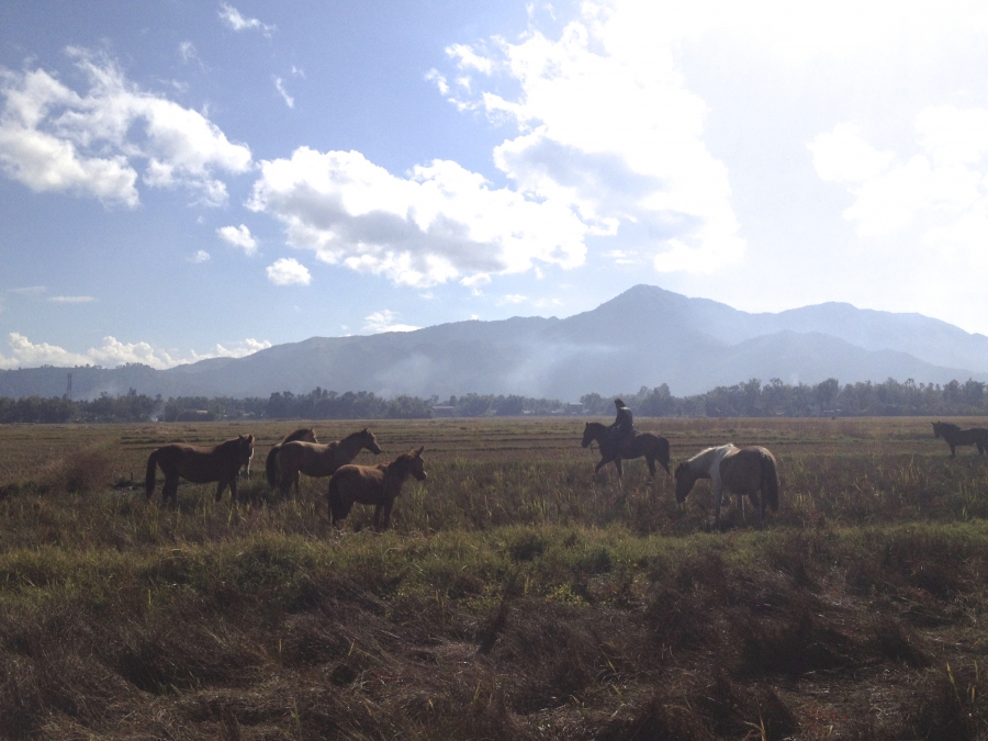Manipuri ponies grazing. The state of Manipur has pledge to create a sanctuary for the ancient breed whose numbers are dwindling. Manipuri ponies grazing. The state of Manipur has pledge to create a sanctuary for the ancient breed whose numbers are dwindling.