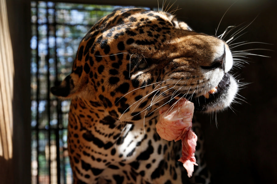 Venezuela Zoo Animals