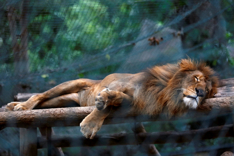Venezuela Zoo Animals