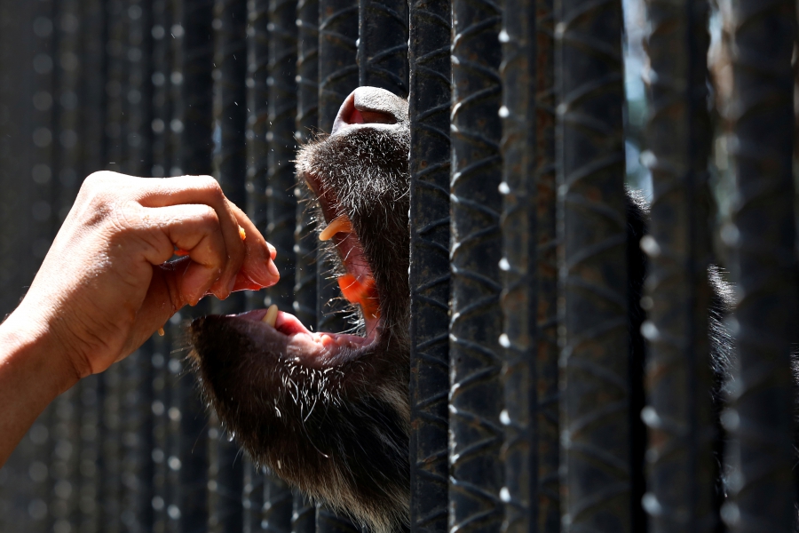 Venezuela Zoo Animals
