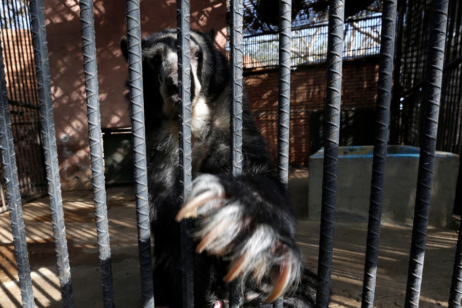 Venezuela Zoo Animals