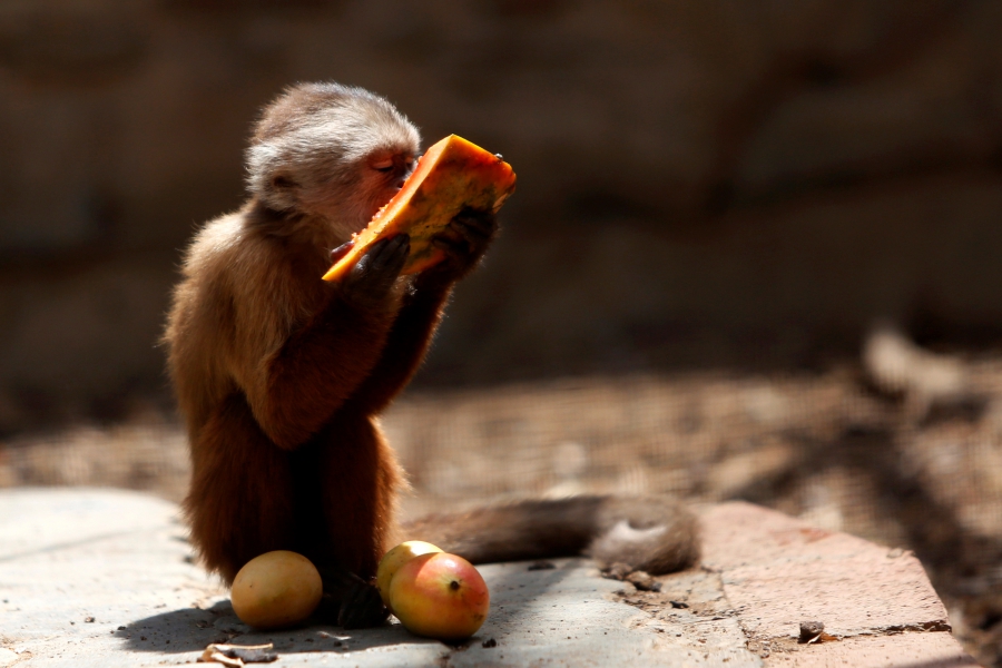Venezuela Zoo Animals
