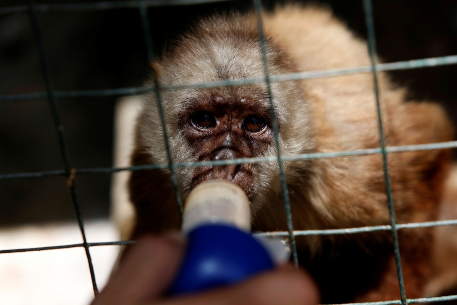 Venezuela Zoo Animals
