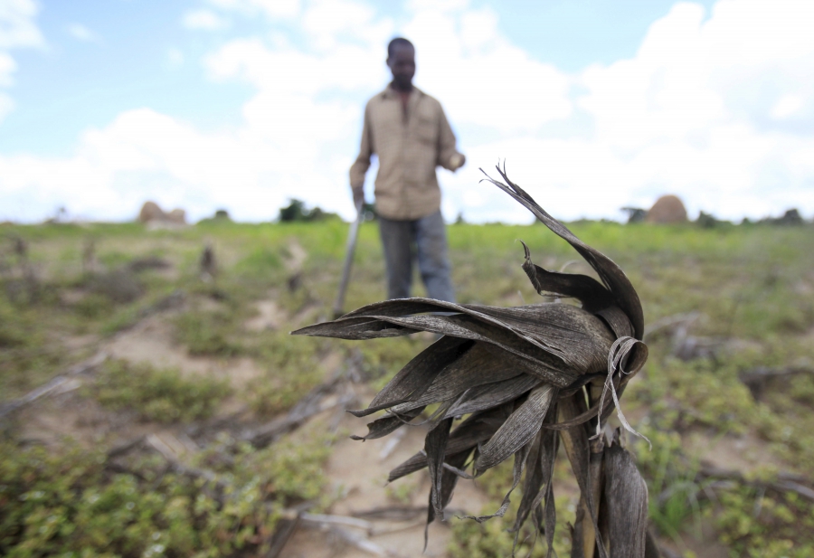 Corn The UN World Food Program says about 14 million people face hunger across Southern Africa because of the current drought, including more than 10 percent of the population in Zimbabwe, where this farmer surveyed his withered corn crop in late January.