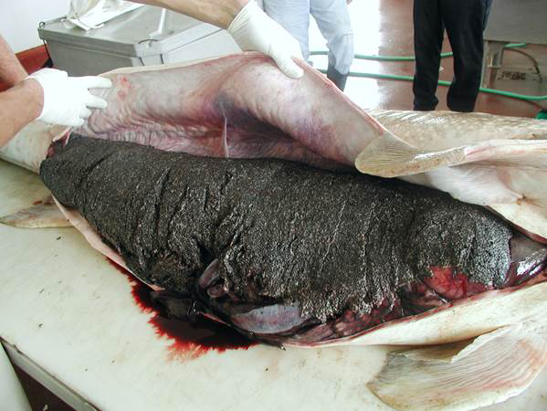 Sturgeon roe Sturgeon roe