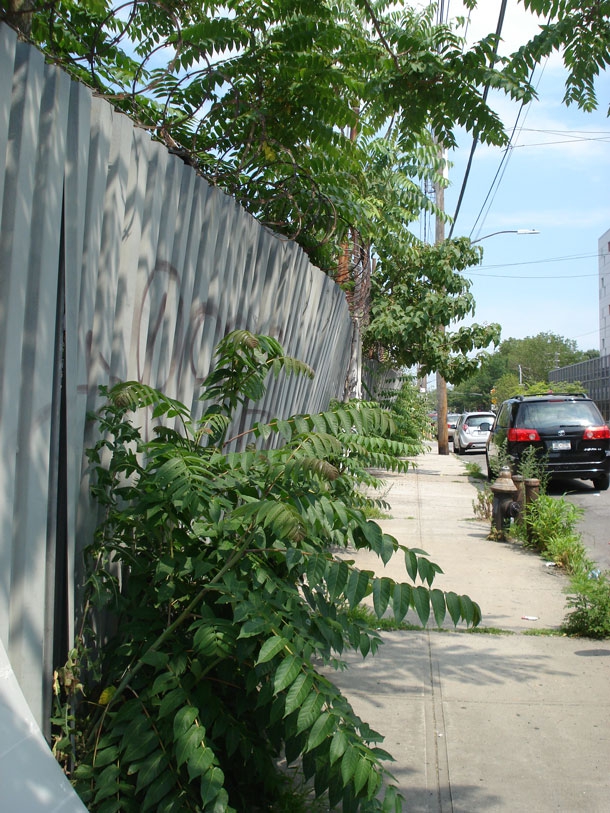 Ailanthus