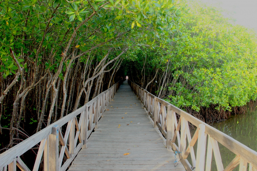 Boardwalk Boardwalk