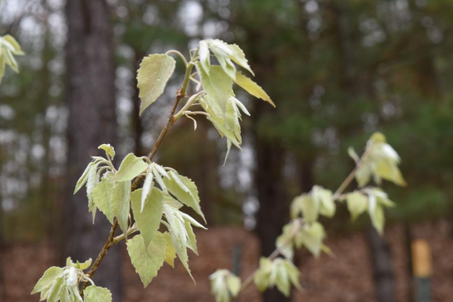 bigtooth aspen