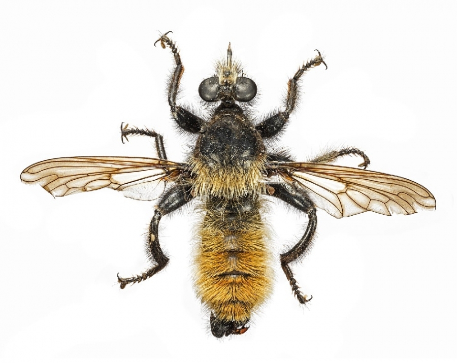 Bumblebee Robber Fly This bumblebee robber fly has a hardened proboscis (mouth) for penetrating prey, often going through an eye.