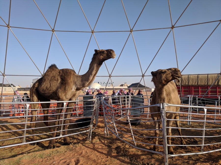 On the left: the "world's tallest camel," according to organizers at the King Abdulaziz Camel Festival.