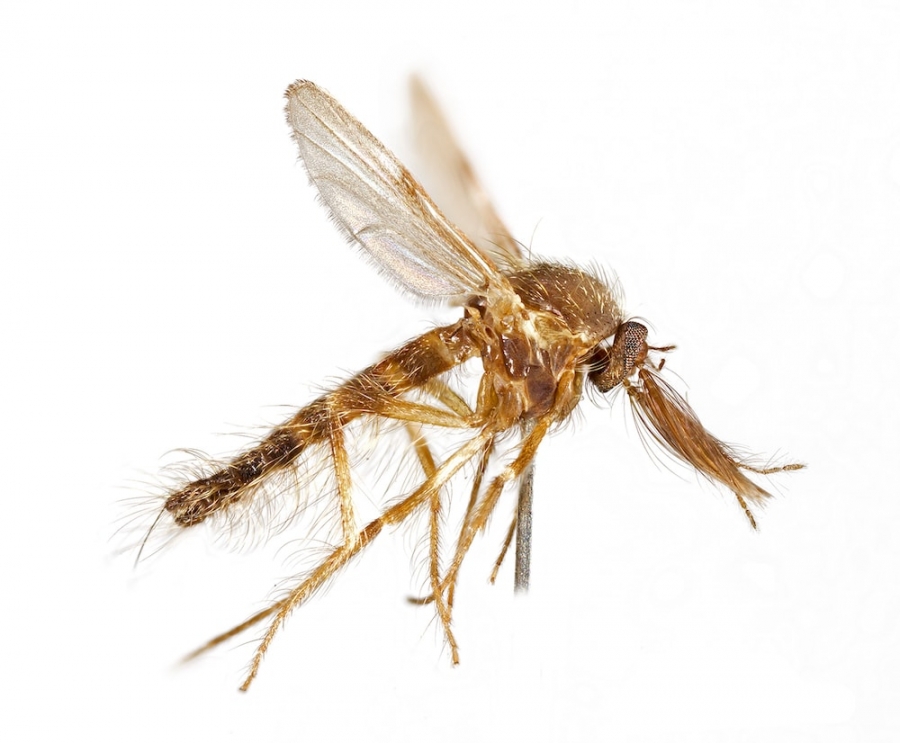 Male Chocolate Midge The male chocolate midge is vital for cocoa pollination.