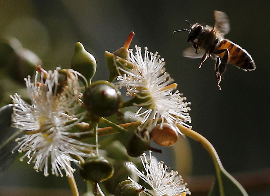 A bee hovers over a flower in Beirut, Lebanon. A bee hovers over a flower in Beirut, Lebanon.