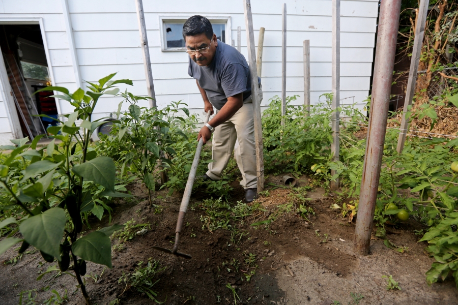 Man in small garden stand with a hoe, tills soil