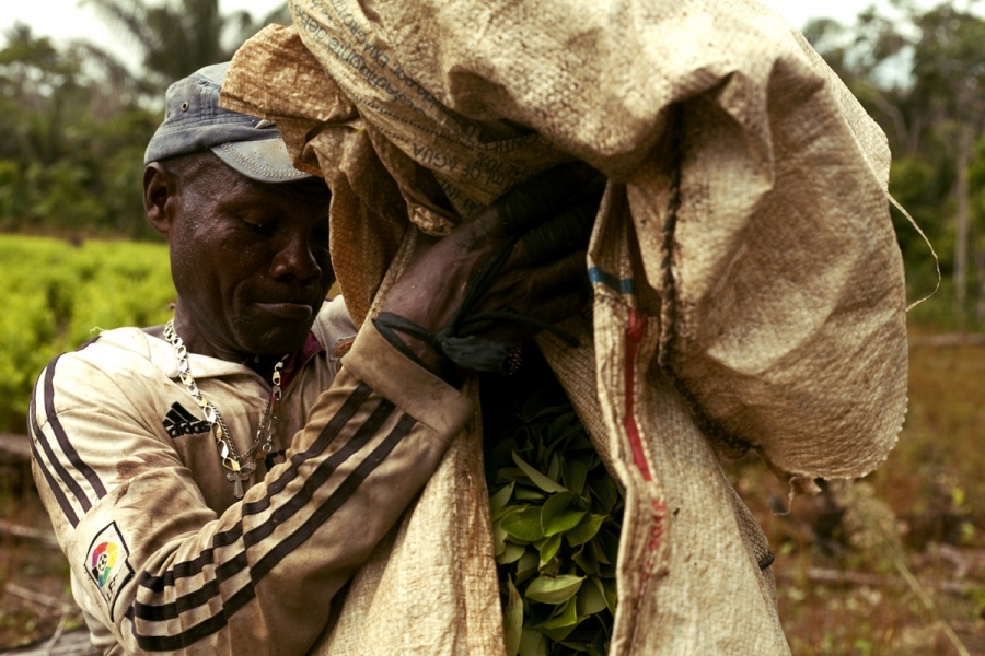 coca leaf farmer holds a bag of leaves in Colombia