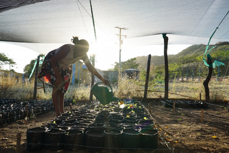 A woman from the Wayuu tribe who is part of the growing initiative waters the saplings with sun behind her