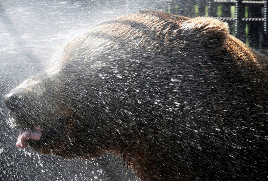Buyan, a Siberian brown bear, is sprayed with water to cool down at the Royev Ruchey Zoo in the suburb of Krasnoyarsk, Russia. Buyan, a Siberian brown bear, is sprayed with water to cool down at the Royev Ruchey Zoo in the suburb of Krasnoyarsk, Russia.