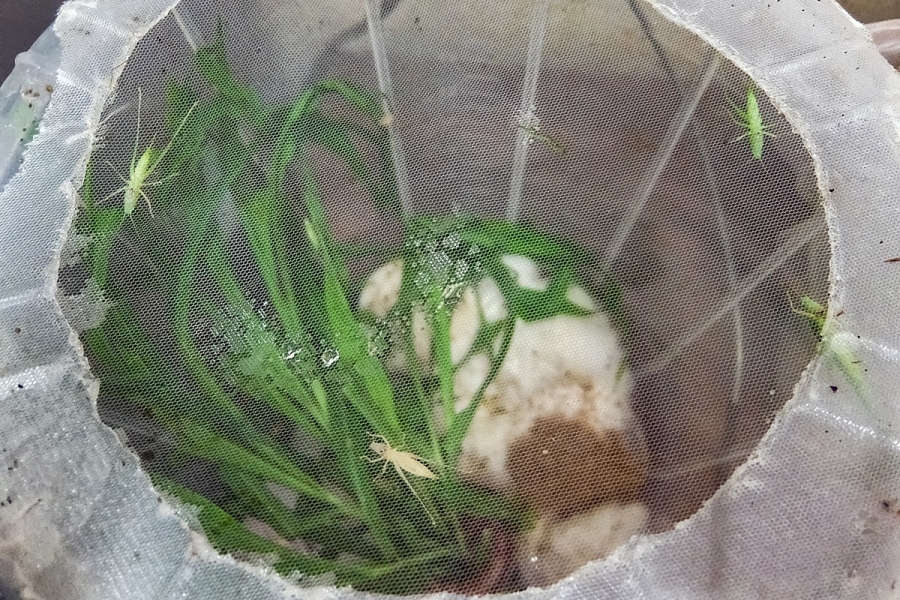 grasshoppers in a basket
