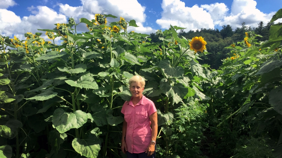 Laura Tangerini in one of her sunflower fields. Woman in sunflower field