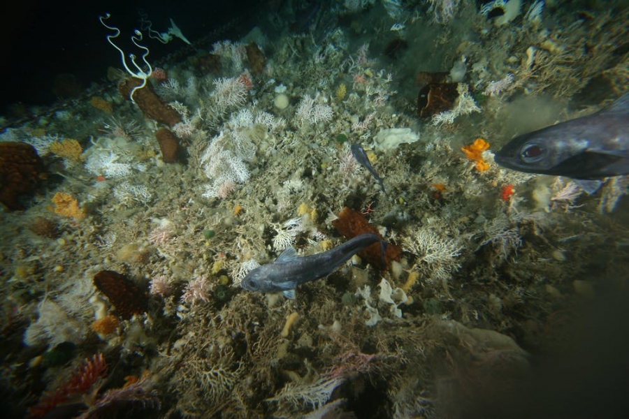 fish in arctic waters