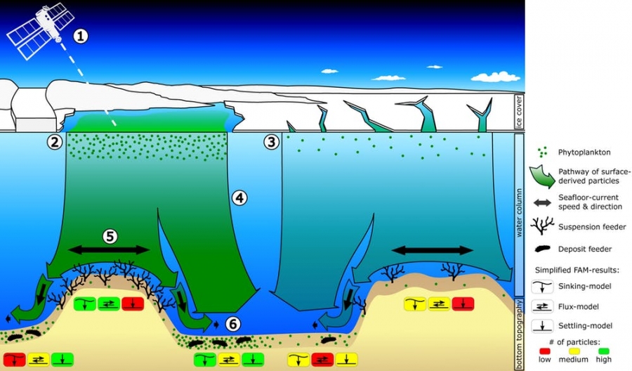 A selection of the diverse and colorful species found on the Antarctic seafloor.