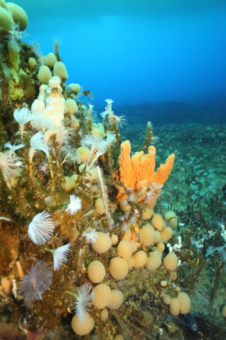 Colorful and diverse communities are also found living in shallow waters.