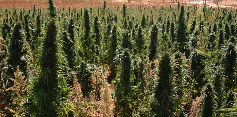 A field of cannabis is seen in the Bekaa Valley,